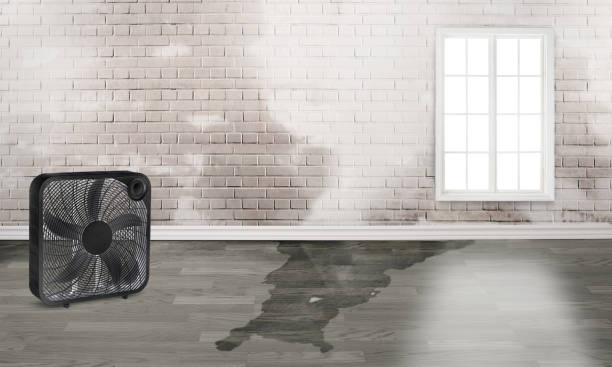 Best 24/7 water damage repair  in Northlake, IL